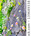石牆上盛開著纖細嬌嫩的元寶菊（玄平菊）。 139689338