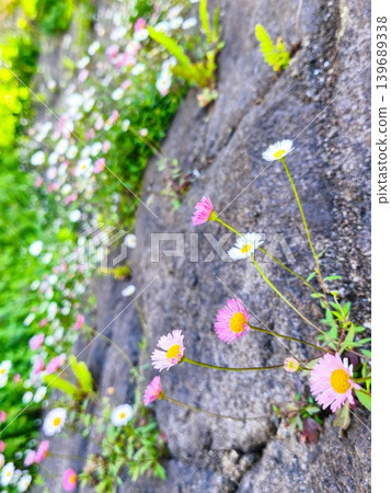 石牆上盛開著纖細嬌嫩的元寶菊（玄平菊）。 139689338