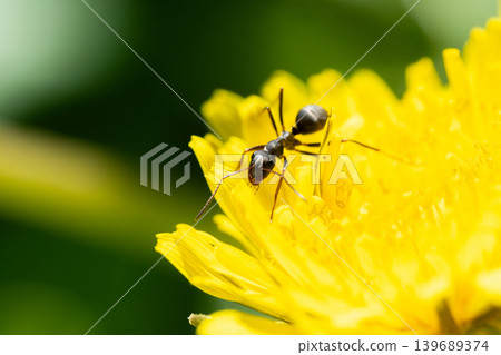 Macro photograph of a black garden ant searching for dandelion nectar. 139689374