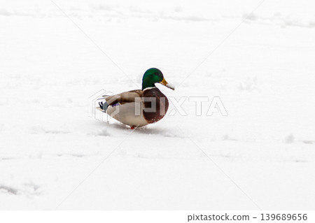 Ducks and drakes walk on snow and on a frozen lake Ducks and drakes walk on snow and on a frozen lake 139689656