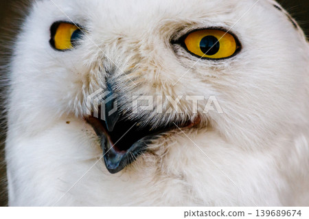 beautiful white owl with yellow eyes and beak beautiful white owl with yellow eyes and beak 139689674