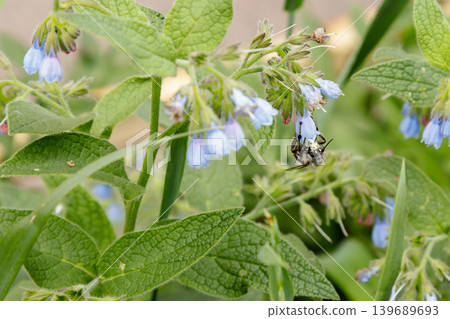 bushes with beautiful serene flowers on which a bee (wasp) is sitting bushes with beautiful serene flowers on which a bee (wasp) is sitting 139689693