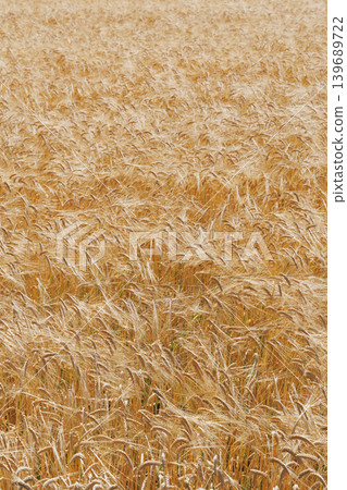 Wheat field shining golden color Wheat field shining golden color 139689722