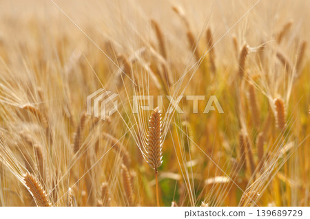 Wheat field shining golden color Wheat field shining golden color 139689729