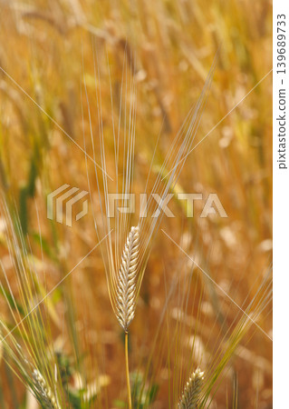 Wheat field shining golden color Wheat field shining golden color 139689733