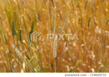Wheat field shining golden color Wheat field shining golden color 139689735