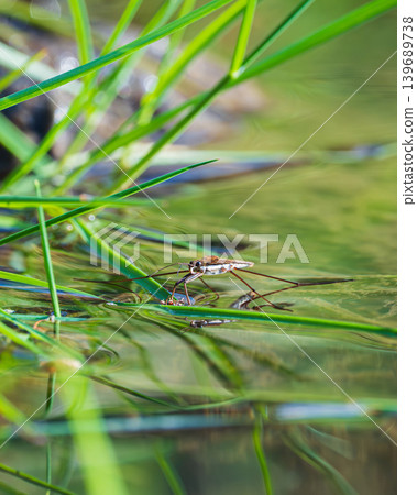 Close-up of a water strider moving across the water's surface. Close-up of a water strider moving across the water's surface. 139689738