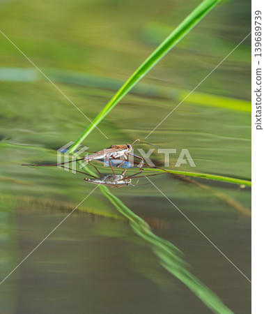 Water striders floating on the water's edge and their reflection on the water's surface Water striders floating on the water's edge and their reflection on the water's surface 139689739