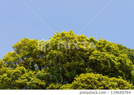 Fresh greenery shining against the blue sky Fresh greenery shining against the blue sky 139689764