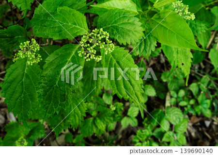 Buds of Hydrangea serrata, a species endemic to Japan and belonging to the Hydrangeaceae family. Buds of Hydrangea serrata, a species endemic to Japan and belonging to the Hydrangeaceae family. 139690140
