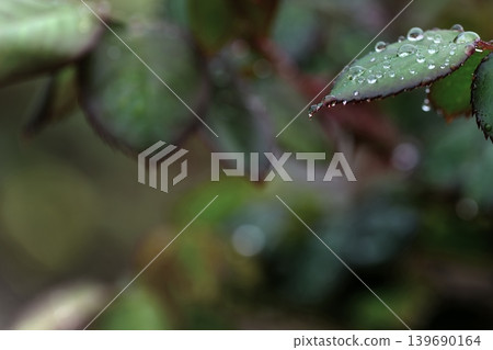 Raindrops still cling to the tips of the leaves Raindrops still cling to the tips of the leaves 139690164