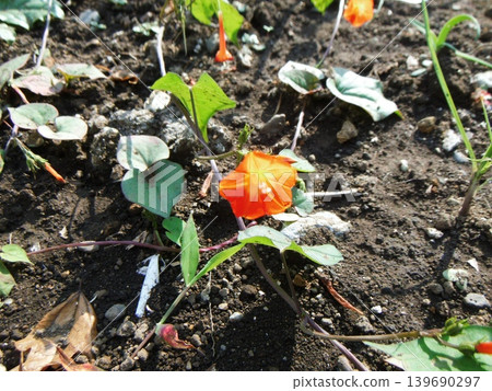 牽牛花(Ipomoea quamoclit)紅色花朵的特寫 牽牛花(Ipomoea quamoclit)紅色花朵的特寫 139690297