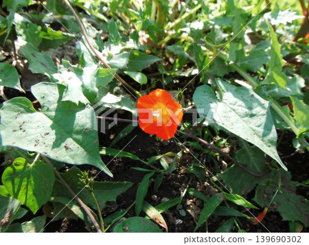 Close-up of the red flowers of Ipomoea quamoclit 139690302