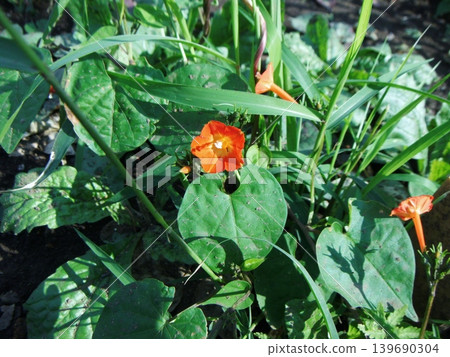 牽牛花(Ipomoea quamoclit)紅色花朵的特寫 牽牛花(Ipomoea quamoclit)紅色花朵的特寫 139690304