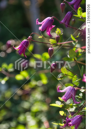 鐵線蓮花 鐵線蓮花 139690506