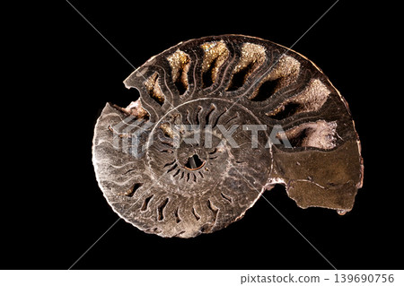Macro mineral stone Ammonite shell on a black background Macro mineral stone Ammonite shell on a black background 139690756