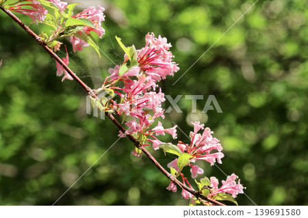 The pale pink flowers of Weigela florida, a species endemic to Japan and belonging to the honeysuckle family. The pale pink flowers of Weigela florida, a species endemic to Japan and belonging to the honeysuckle family. 139691580