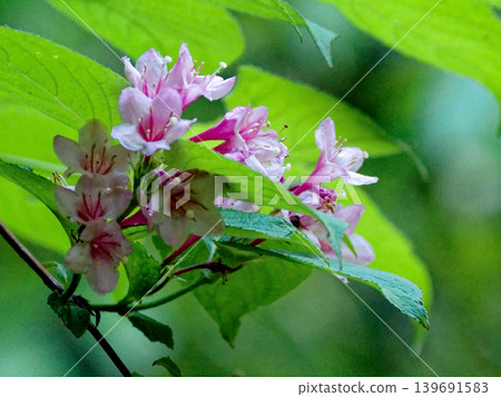 錦帶花(Weigela florida)是一種日本特有的植物,屬於金銀花科,其花朵呈淡粉紅色。 錦帶花(Weigela florida)是一種日本特有的植物,屬於金銀花科,其花朵呈淡粉紅色。 139691583