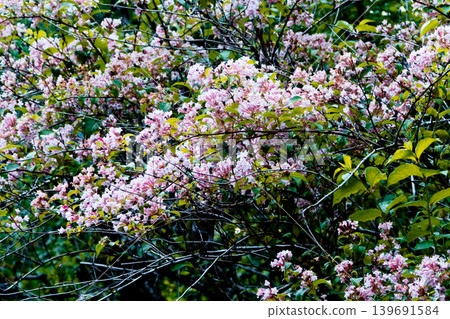 The pale pink flowers of Weigela florida, a species endemic to Japan and belonging to the honeysuckle family. 139691584
