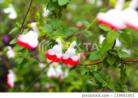 Cherry sage Cherry sage 139691601