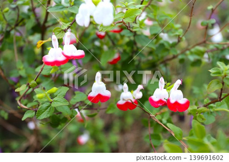 Cherry sage (Salvia microphylla) 139691602