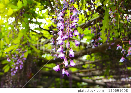 紫藤花盛開 紫藤花盛開 139691608