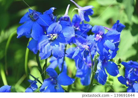 Delphinium Delphinium 139691644