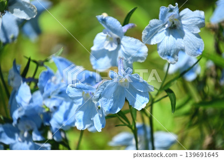 Delphinium Delphinium 139691645