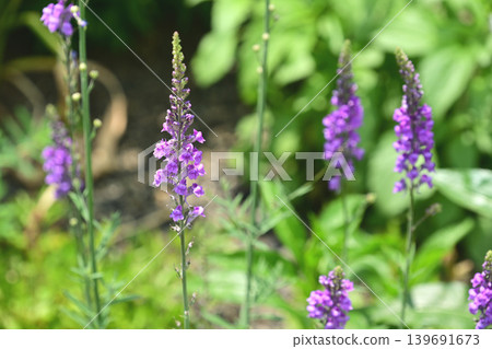 紫花柳穿魚 紫花柳穿魚 139691673