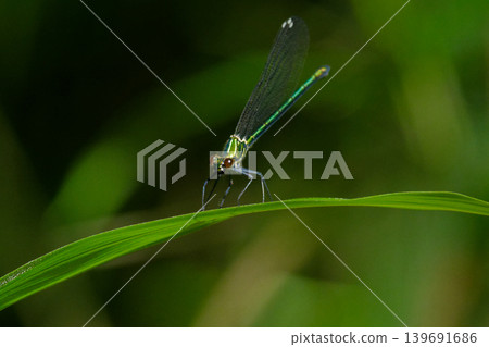 麗鰭魚科,雌性 *Calopteryx japonica* 麗鰭魚科,雌性 *Calopteryx japonica* 139691686