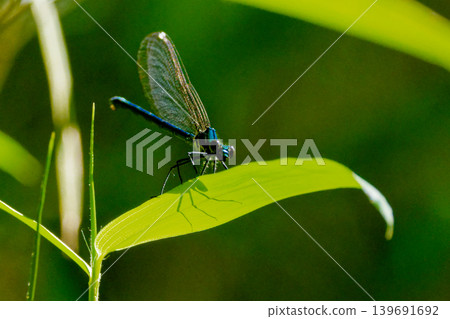 麗鰭魚科,雌性 *Calopteryx japonica* 麗鰭魚科,雌性 *Calopteryx japonica* 139691692