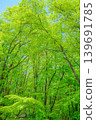 Forests, fresh greenery, clear skies 139691785