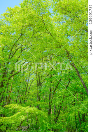 Forests, fresh greenery, clear skies Forests, fresh greenery, clear skies 139691785
