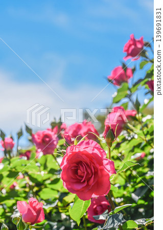 Blue sky and early summer roses Blue sky and early summer roses 139691831
