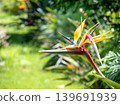 Bird of paradise 139691939