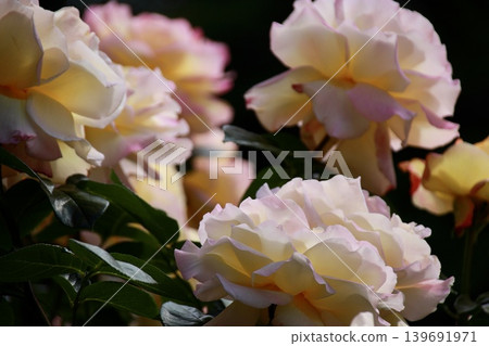 Beautiful roses with translucent, frilly petals enhanced by the light - Yono Park, Saitama Prefecture Beautiful roses with translucent, frilly petals enhanced by the light - Yono Park, Saitama Prefecture 139691971
