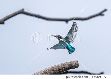 Northern Kingfisher 139691979