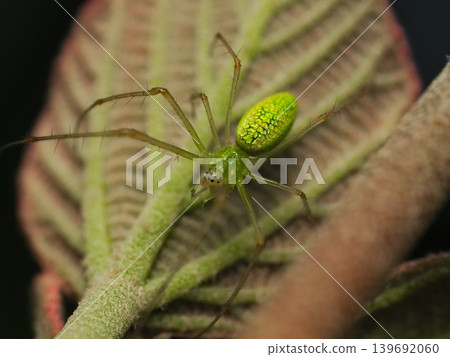 A long-jawed orb weaver resting on a spring leaf. A long-jawed orb weaver resting on a spring leaf. 139692060
