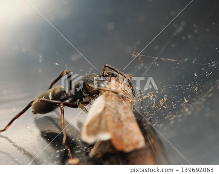 擬蟻蜘蛛捕食獵物 擬蟻蜘蛛捕食獵物 139692063