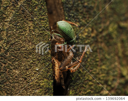 A dark-colored crab spider (Thomisi) preying on a weevil (macro shot of predation in spring) A dark-colored crab spider (Thomisi) preying on a weevil (macro shot of predation in spring) 139692064
