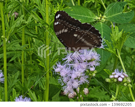 Vibrant brown butterfly gracefully perches upon delicate purple lavender flower. Lush green plant foliage surrounds this peaceful insect, highlighting natural beauty and calm serenity outdoor Vibrant brown butterfly gracefully perches upon delicate purple lavender flower. Lush green plant foliage surrounds this peaceful insect, highlighting natural beauty and calm serenity outdoor 139692205