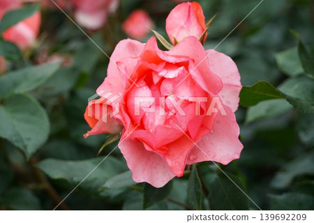 芬芳的茨城花卉公園:玫瑰盛開的景象。 芬芳的茨城花卉公園:玫瑰盛開的景象。 139692209