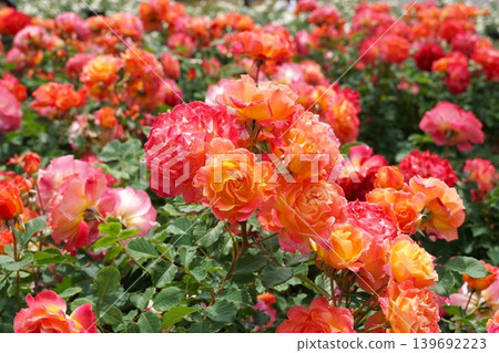 芬芳的茨城花卉公園:玫瑰盛開的景象。 芬芳的茨城花卉公園:玫瑰盛開的景象。 139692223