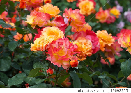 The fragrant Ibaraki Flower Park: A scene of roses in full bloom. The fragrant Ibaraki Flower Park: A scene of roses in full bloom. 139692235
