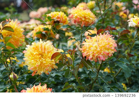 The fragrant Ibaraki Flower Park: A scene of roses in full bloom. The fragrant Ibaraki Flower Park: A scene of roses in full bloom. 139692236