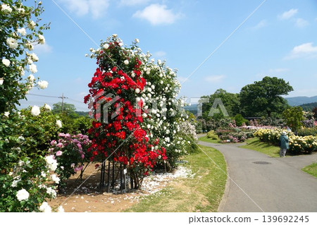 The fragrant Ibaraki Flower Park: A scene of roses in full bloom. The fragrant Ibaraki Flower Park: A scene of roses in full bloom. 139692245