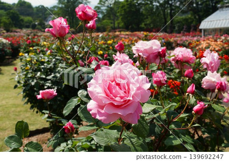 芬芳的茨城花卉公園:玫瑰盛開的景象。 芬芳的茨城花卉公園:玫瑰盛開的景象。 139692247