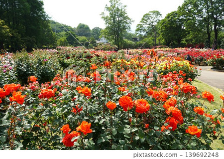 芬芳的茨城花卉公園：玫瑰盛開的景象。 139692248