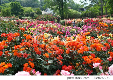 芬芳的茨城花卉公園:玫瑰盛開的景象。 芬芳的茨城花卉公園:玫瑰盛開的景象。 139692250