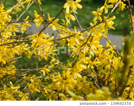 Vibrant Forsythia Maluch Dwarf Ornamental Shrub in Full Bloom Vibrant Forsythia Maluch Dwarf Ornamental Shrub in Full Bloom 139692338